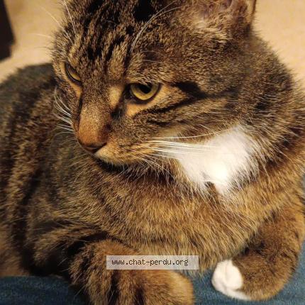 Foto 2/2 Biscotte Chat perdido en Melun