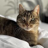 Foto del gato perdido en Merignac