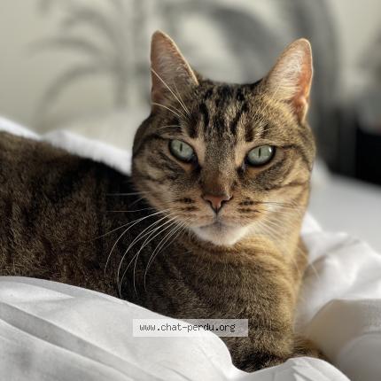 Foto 1/1 Inko Chat perdido en Merignac