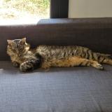 Foto del gato perdido en Roques