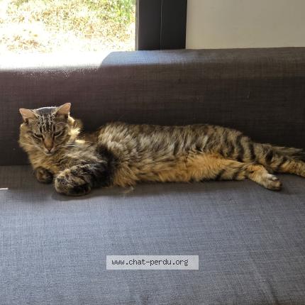 Foto 1/1 Toupie Chat perdido en Roques