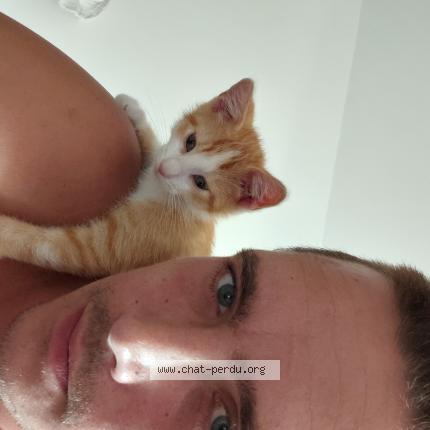 Foto 1/1 Snacky Chat perdido en Suze la rousse