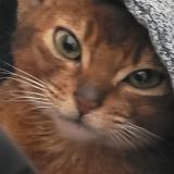 Foto del gato perdido en Saint Lin