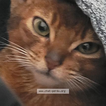 Foto 1/1 Guizmo Chat perdido en Saint lin