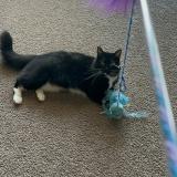 Foto del gato perdido en Glen Burnie