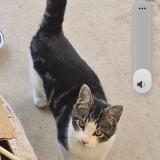 Foto del gato perdido en Fresno