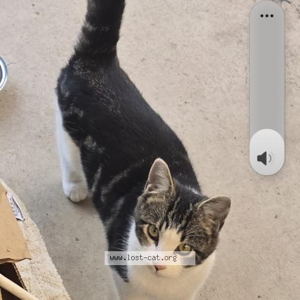 Foto 1/1 Hoppy Chat perdido en Fresno