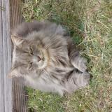 Foto del gato perdido en Gravelines