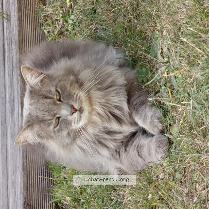 Foto 1/1 Tigris Chat perdido en Gravelines