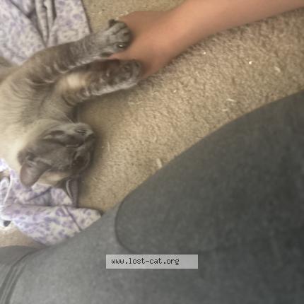 Foto 1/1 Ella Chat perdido en Hemet