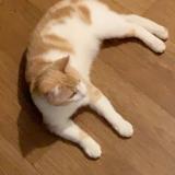 Foto del gato perdido en Chevilly La Rue