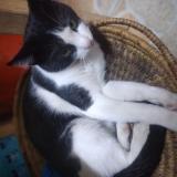 Foto del gato perdido en Nairobi