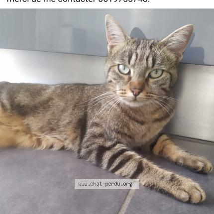 Foto 1/1 Minou Chat perdido en Bourgoin jallieu