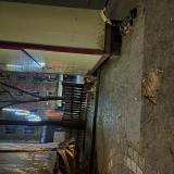 Foto de gato encontrado en Paris