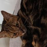 Foto del gato perdido en Ramonchamp