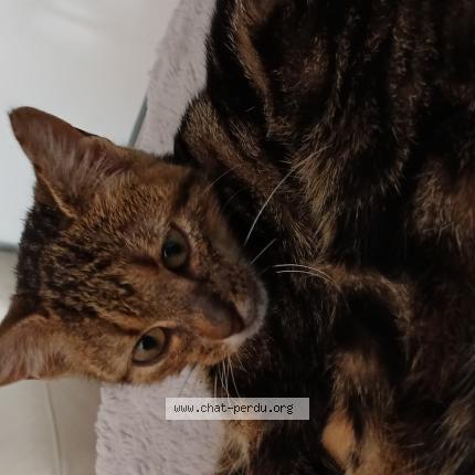 Foto 1/1 Peatsh Chat perdido en Ramonchamp