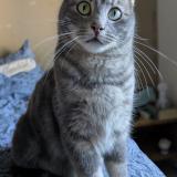 Foto del gato perdido en Pierrelatte