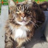 Foto del gato perdido en Savenay