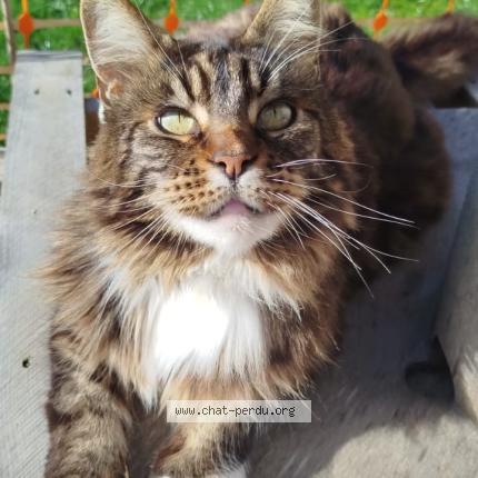 Foto 1/1 Naska Chat perdido en Savenay