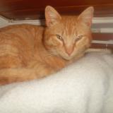 Foto del gato perdido en Thoard