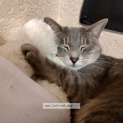 Foto 1/1 Kitty Chat perdido en Midlothian