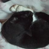 Foto del gato perdido en Livron