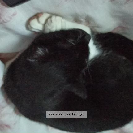 Foto 1/1 Luffy Chat perdido en Livron