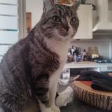 Foto del gato perdido en Le Pradet