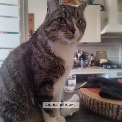 Foto 1/1 Linck Chat perdido en Le pradet