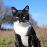 Foto de gato encontrado en Chanteloup Les Vignes