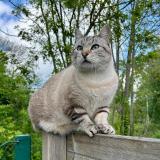 Foto del gato perdido en Larmor Plage