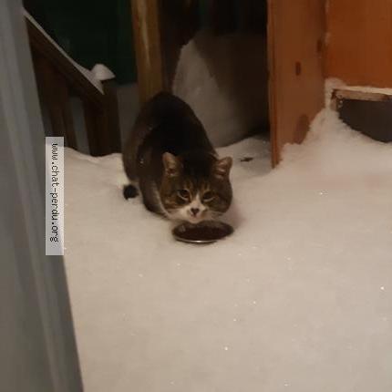 Foto 1/1 Gato encontrado Encontrado en Terrebonne