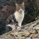 Foto del gato perdido en Les Mousseaux