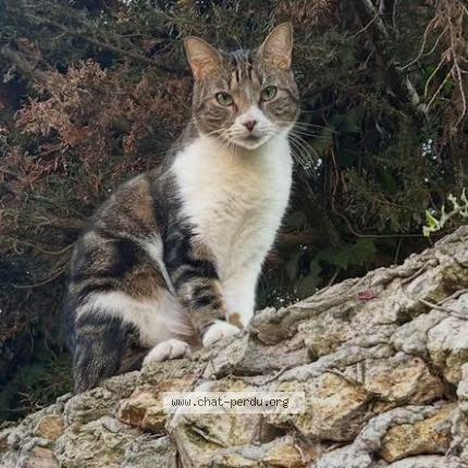 Foto 1/1 Simba Chat perdido en Les mousseaux