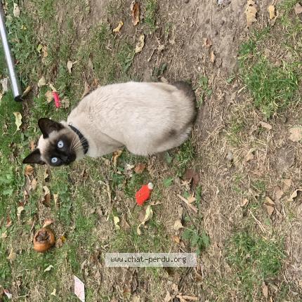 Foto 1/1 Fifi Chat perdido en Wattrelos