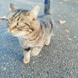 Foto de gato encontrado en Parigne L Eveque