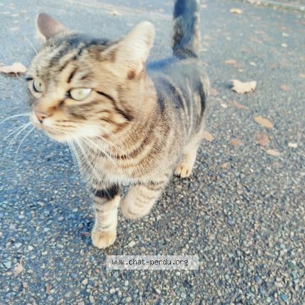 Foto 1/2 Gato encontrado Encontrado en Parigne l eveque