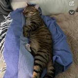 Foto del gato perdido en Chemaudin Et Vaux