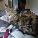 Foto del gato perdido en Pau