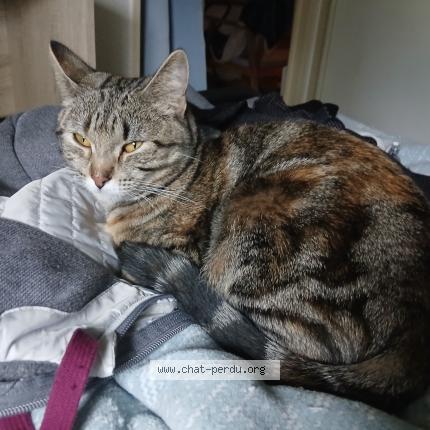 Foto 1/1 Betty Chat perdido en Pau