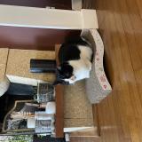 Foto del gato perdido en Andresy