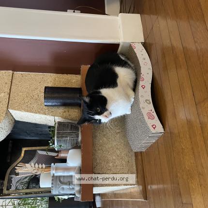 Foto 1/1 Channel Chat perdido en Andresy