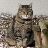 Foto del gato perdido en Bergerac