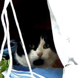 Foto de gato encontrado en Peyrins