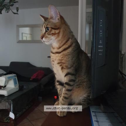 Foto 1/1 Abyssin Chat perdido en Roubaix