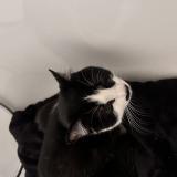 Foto de gato encontrado en Plaisir