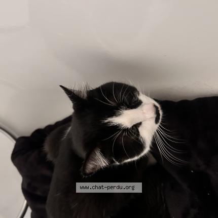 Foto 1/1 Gato encontrado Encontrado en Plaisir