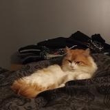 Foto del gato perdido en Saint Pierre De Mons