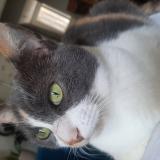 Foto del gato perdido en Sainte Foy Les Lyon