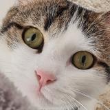 Foto del gato perdido en Montjoire